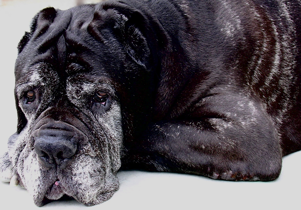 Premature Graying in Dogs