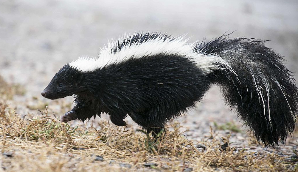 Did your dog get sprayed by a skunk?